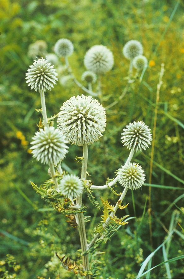 Изображение особи Echinops sphaerocephalus.