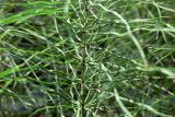 Equisetum pratense