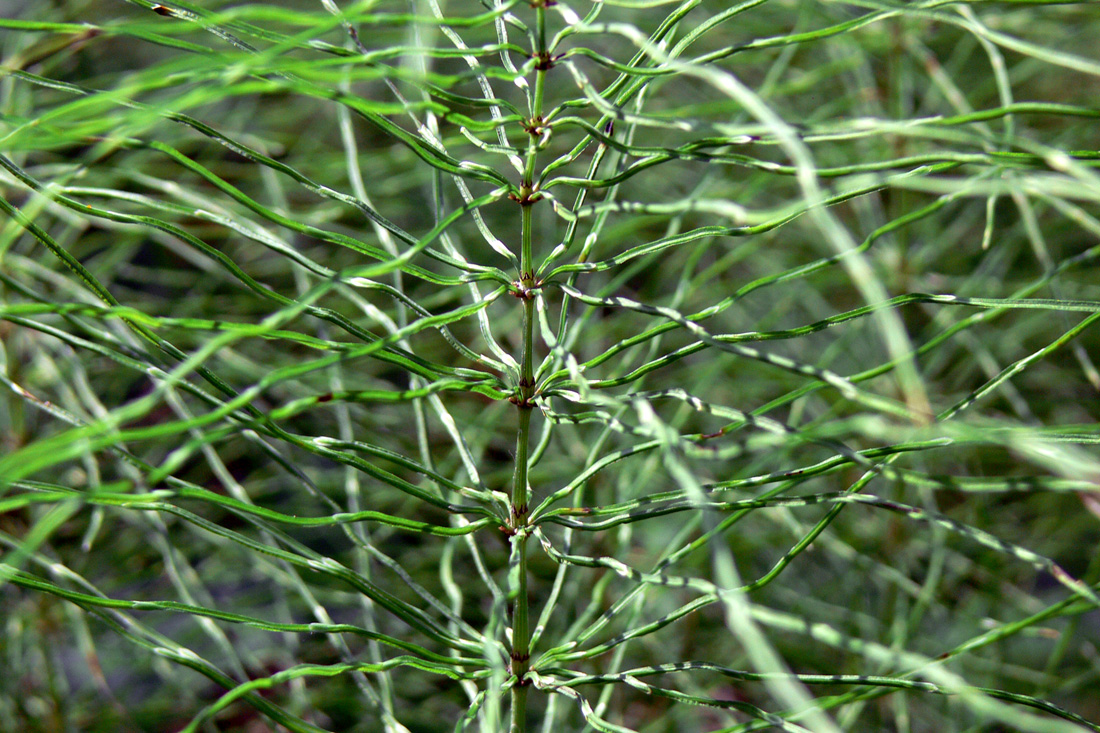 Изображение особи Equisetum pratense.