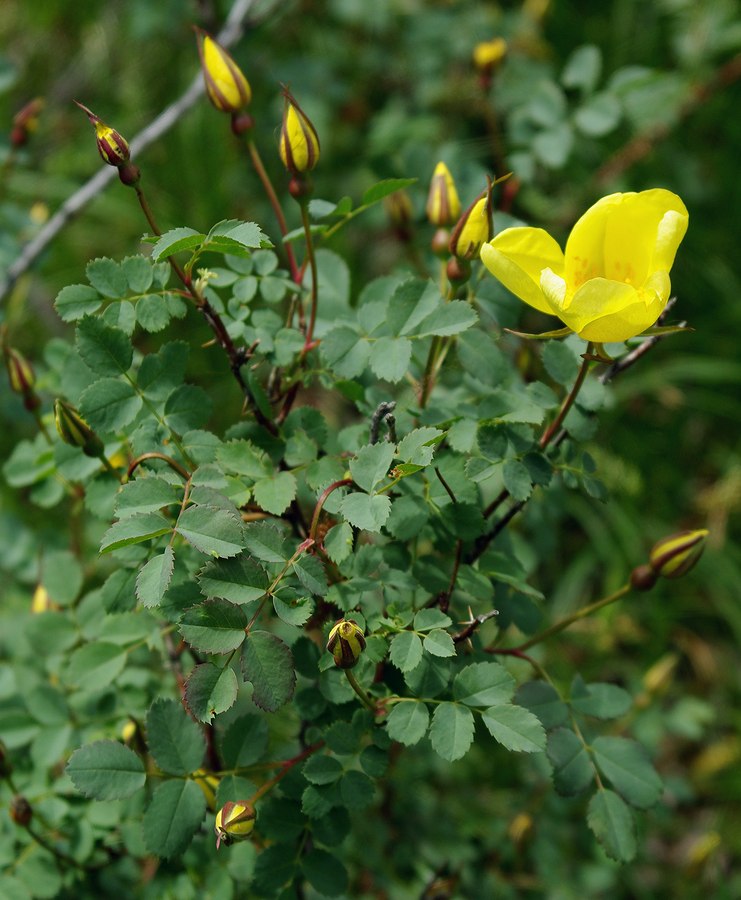 Изображение особи Rosa platyacantha.