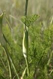 Ferula karatavica