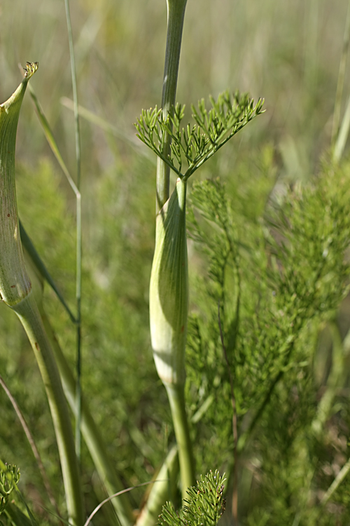 Изображение особи Ferula karatavica.