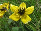 Caltha palustris