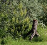 Pinus sylvestris. Молодое растение. Московская обл., Раменский р-н, окрестности д. Хрипань, дачный участок. 22.05.2008.