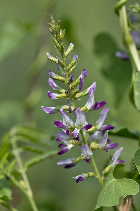 Изображение особи Glycyrrhiza glabra.