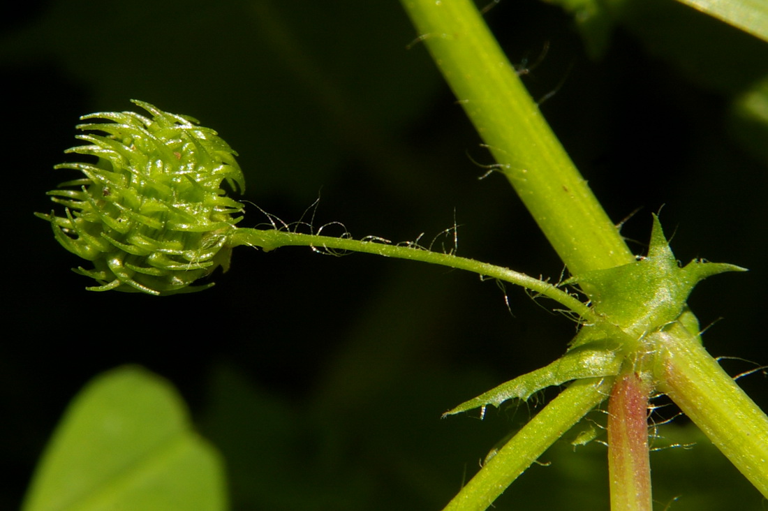 Image of Medicago arabica specimen.