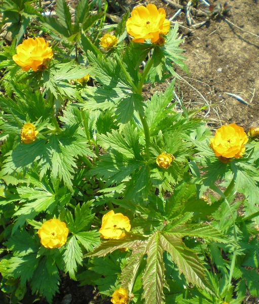 Изображение особи Trollius sachalinensis.