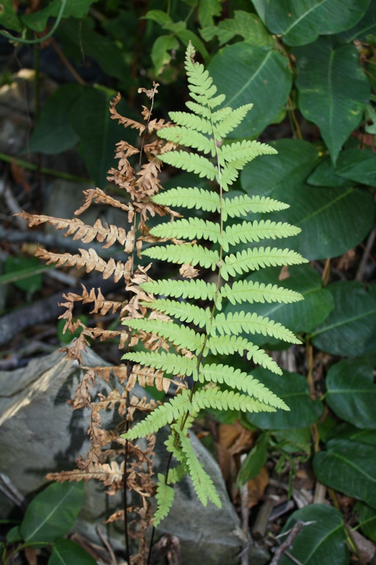 Изображение особи Thelypteris palustris.