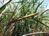 Typha austro-orientalis
