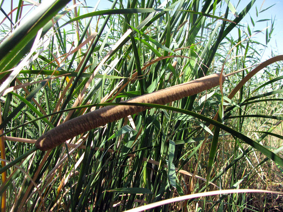 Изображение особи Typha austro-orientalis.