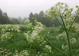 Anthriscus sylvestris. Соцветия. Сахалин, Тымовский р-н, река Пиленга, долинный ивово-тополёвый лес. 02.07.2011.