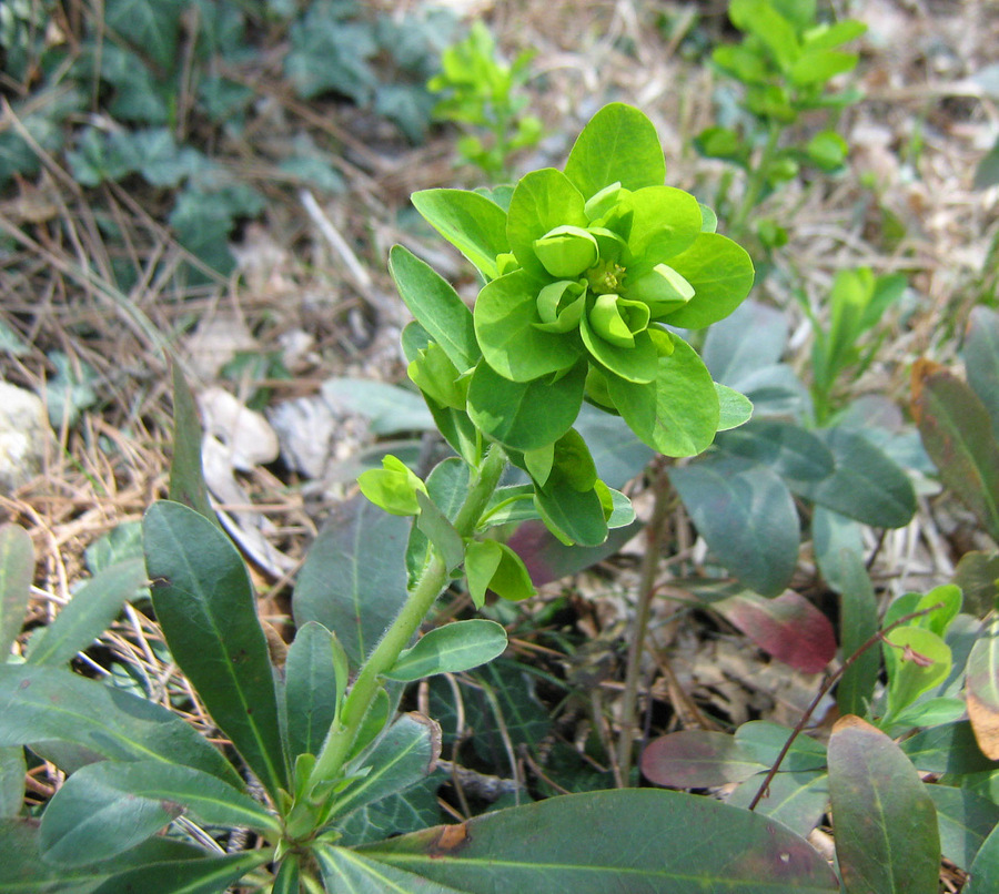 Изображение особи Euphorbia amygdaloides.