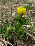 Adonis vernalis. Цветущее растение. Крым, гора Северная Демерджи, западный склон, поляна на склоне яйлы. 20 апреля 2012 г.