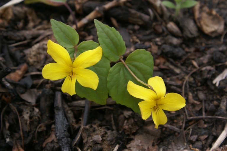 Image of Viola orientalis specimen.