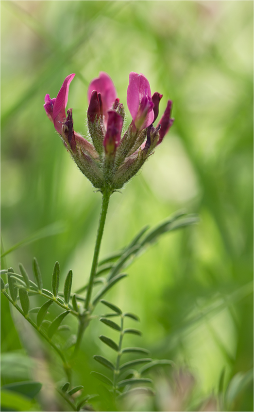 Image of Astragalus cornutus specimen.