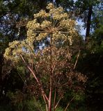 Archangelica officinalis. Соплодия. Курская обл., г. Железногорск, плотина вдхр. на р. Погарщина. 30 июля 2007 г.