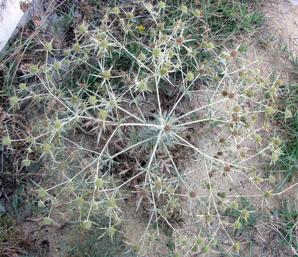 Изображение особи Eryngium campestre.