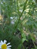 Tripleurospermum inodorum. Часть побега. Украина, Луганская обл., г. Кировск, обочина дороги. Июнь 2012 г.