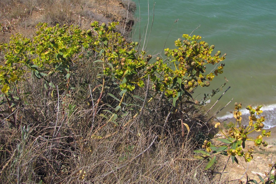 Image of Euphorbia pseudoglareosa specimen.