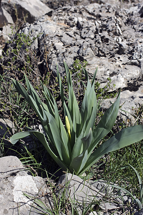 Image of Eremurus regelii specimen.