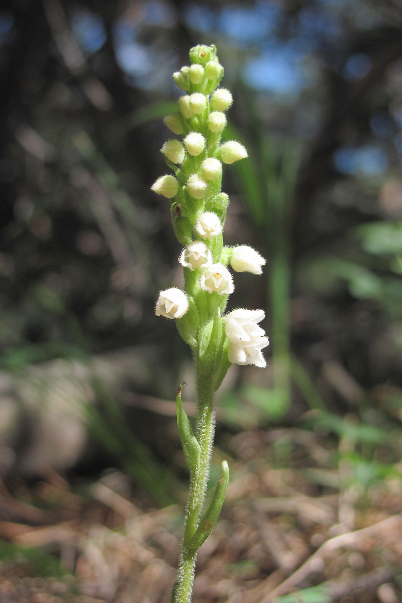 Изображение особи Goodyera repens.