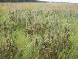 Lupinus polyphyllus. Плодоносящие растения на залежи. Курская обл., Железногорский р-н, с. Разветье. 3 августа 2007 г.