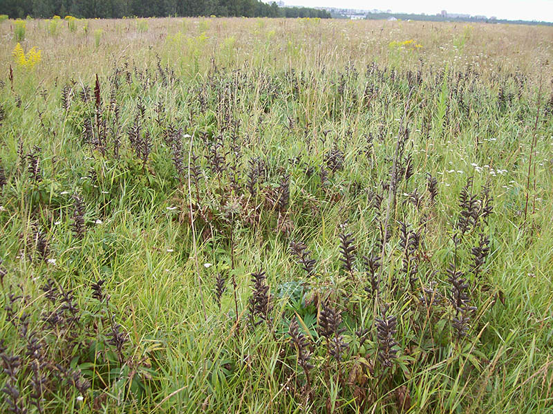 Image of Lupinus polyphyllus specimen.