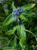 Gentiana macrophylla. Верхушка цветущего растения. Иркутская область, г. Нижнеудинск, на лугу. 30.07.2012.