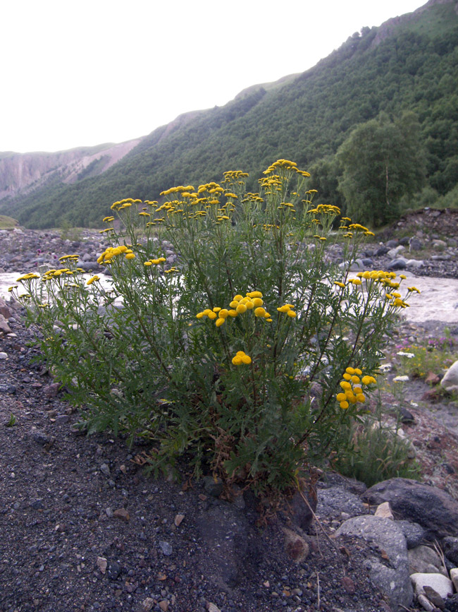 Image of Tanacetum vulgare specimen.