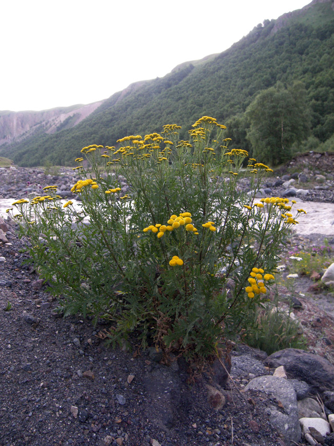 Изображение особи Tanacetum vulgare.