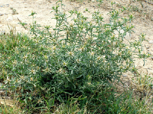 Image of Centaurea iberica specimen.