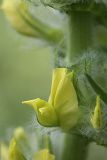 Astragalus sieversianus