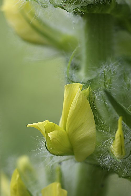 Изображение особи Astragalus sieversianus.