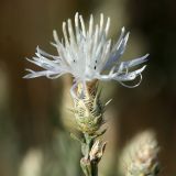 Centaurea diffusa. Соцветие. Волгоградская обл., Дубовский р-н, окр. лагеря \"Зелёная волна\". 18.07.2012.