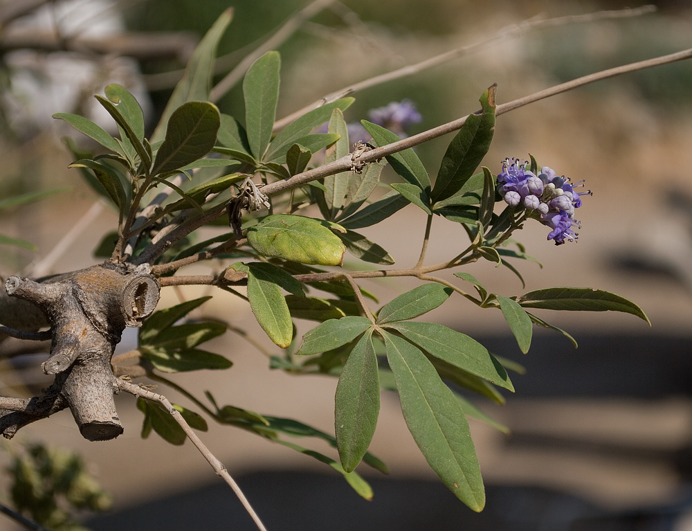 Изображение особи Vitex agnus-castus.