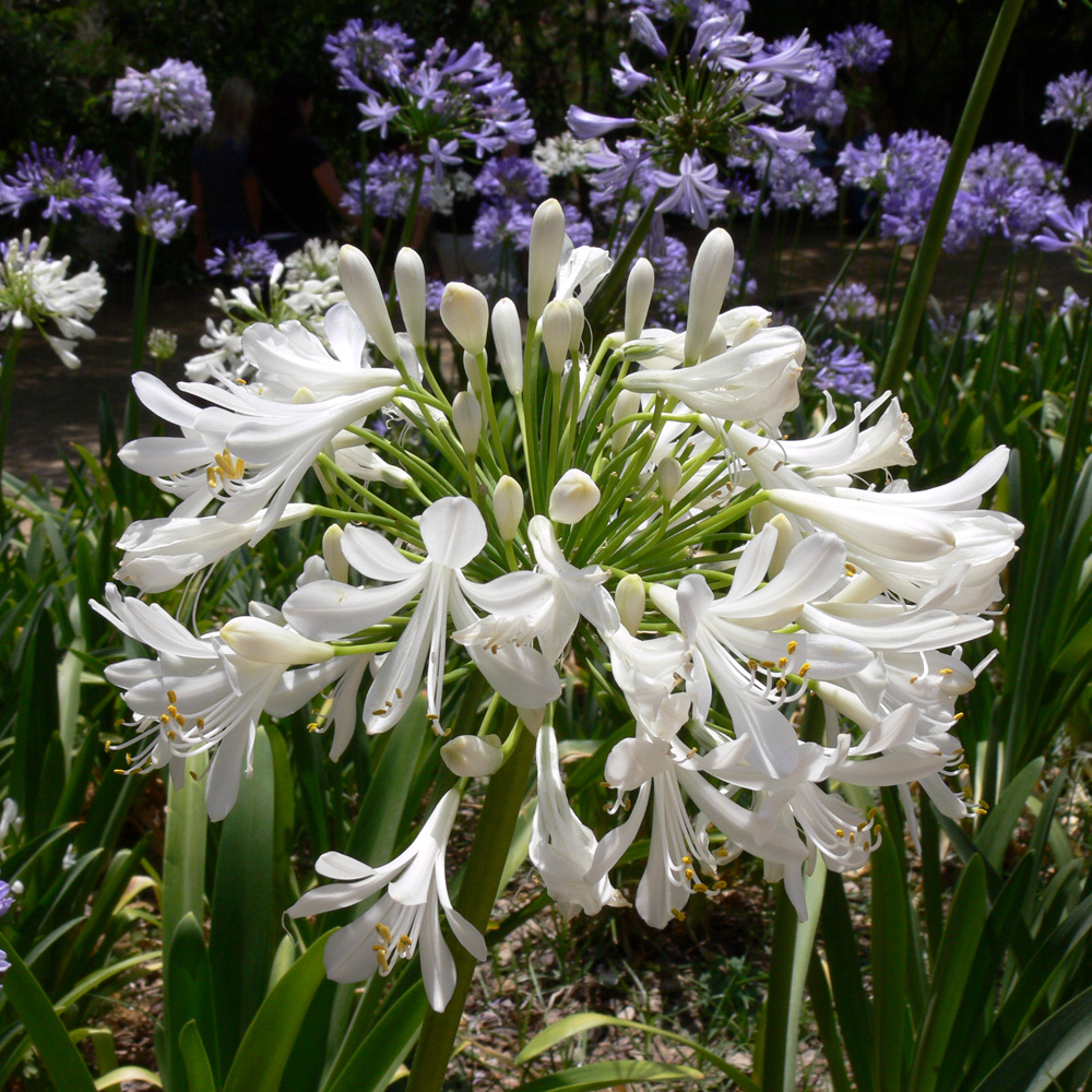 Image of Agapanthus africanus specimen.