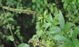 Veronicastrum sibiricum. Верхушка побега с незрелыми плодами. Хабаровский край, окр. села Галкино. 28.07.2012.