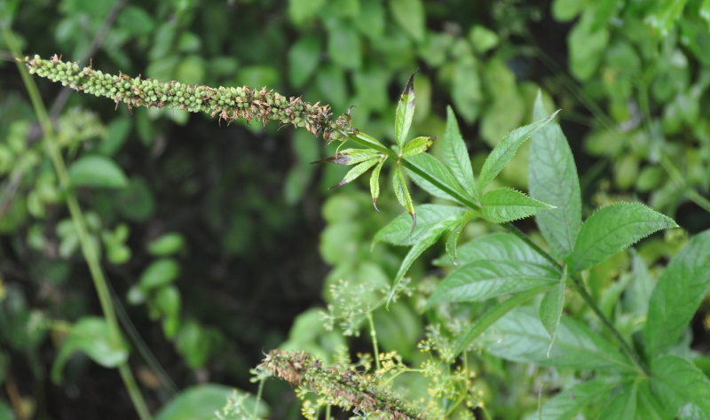 Изображение особи Veronicastrum sibiricum.