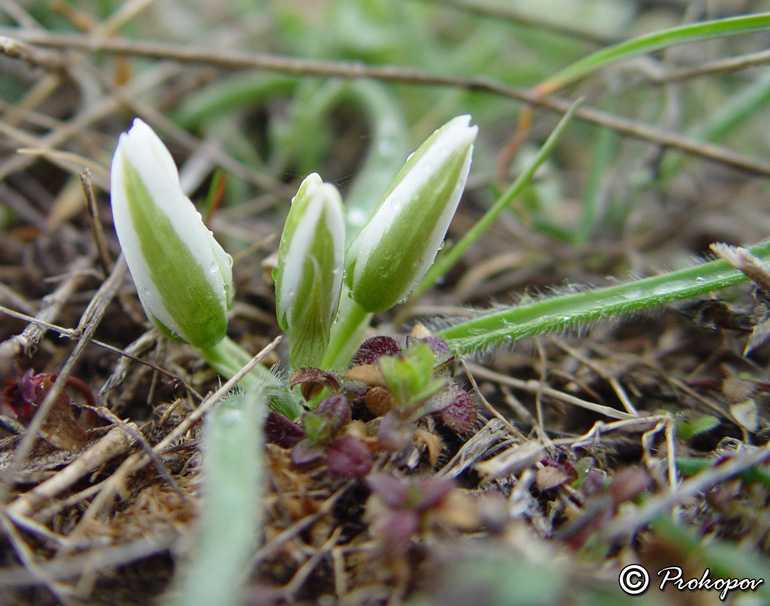 Image of Ornithogalum fimbriatum specimen.