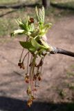 Acer negundo