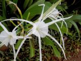 Hymenocallis speciosa