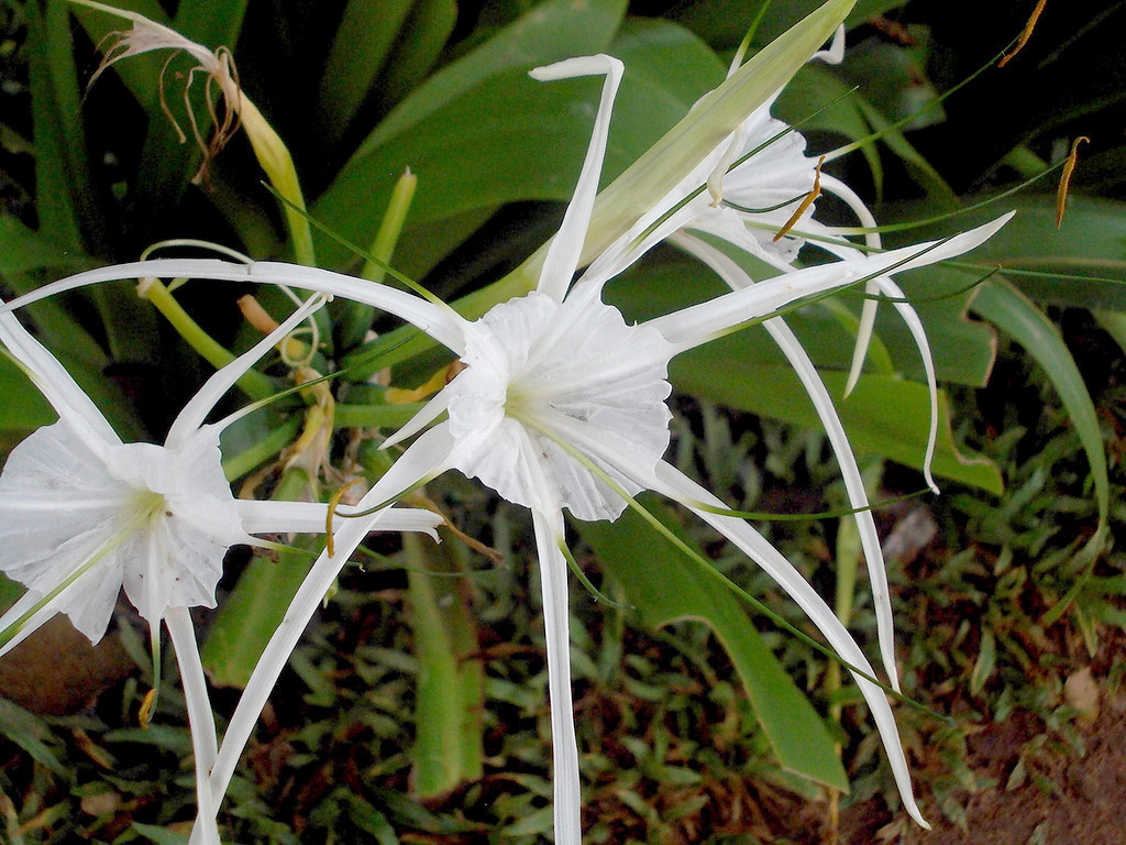 Image of Hymenocallis speciosa specimen.