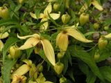 Clematis serratifolia