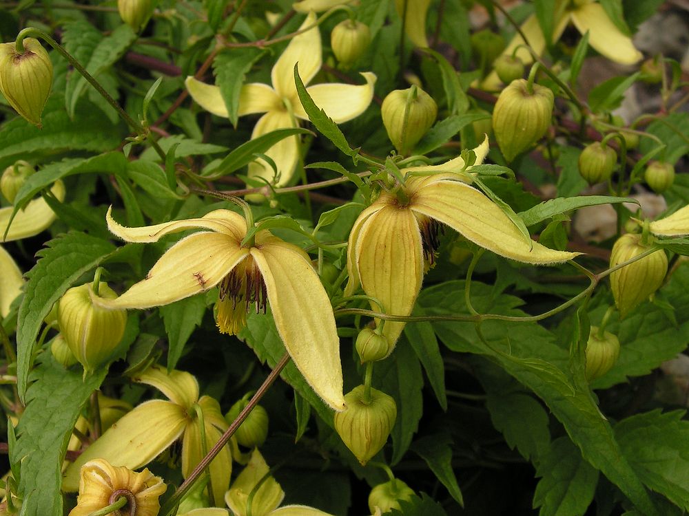 Image of Clematis serratifolia specimen.