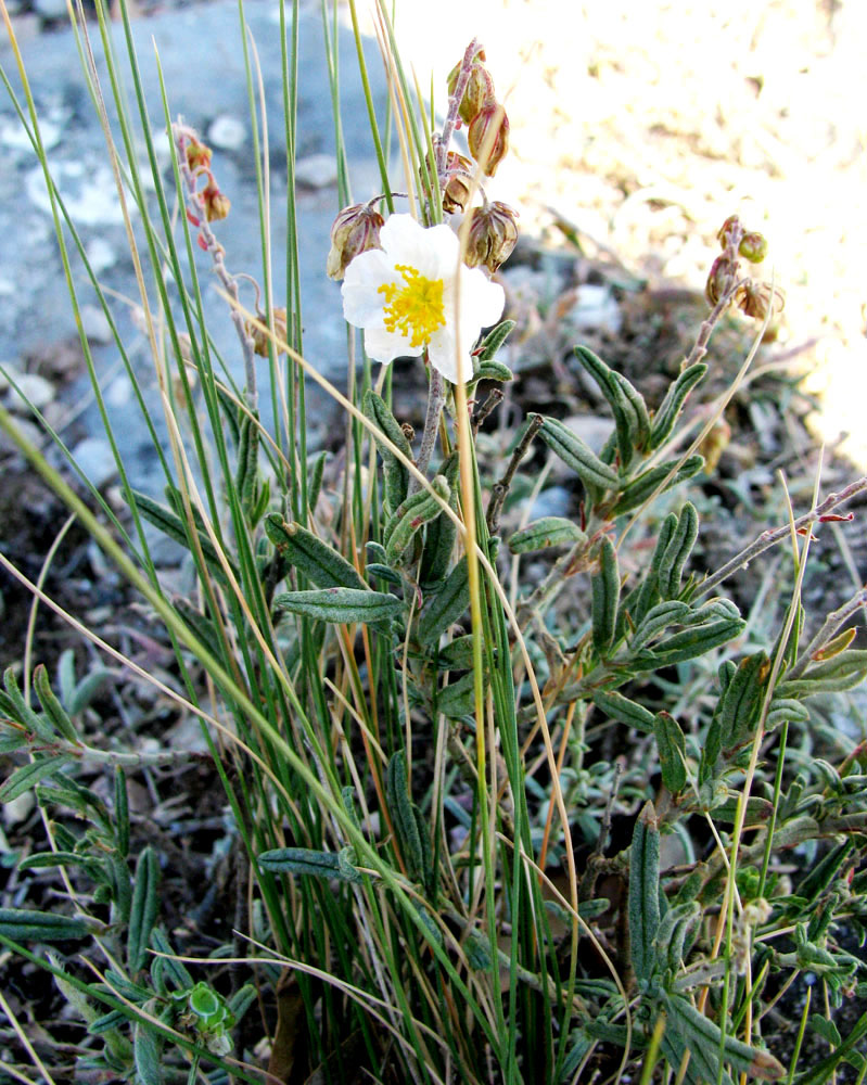 Изображение особи Helianthemum apenninum.