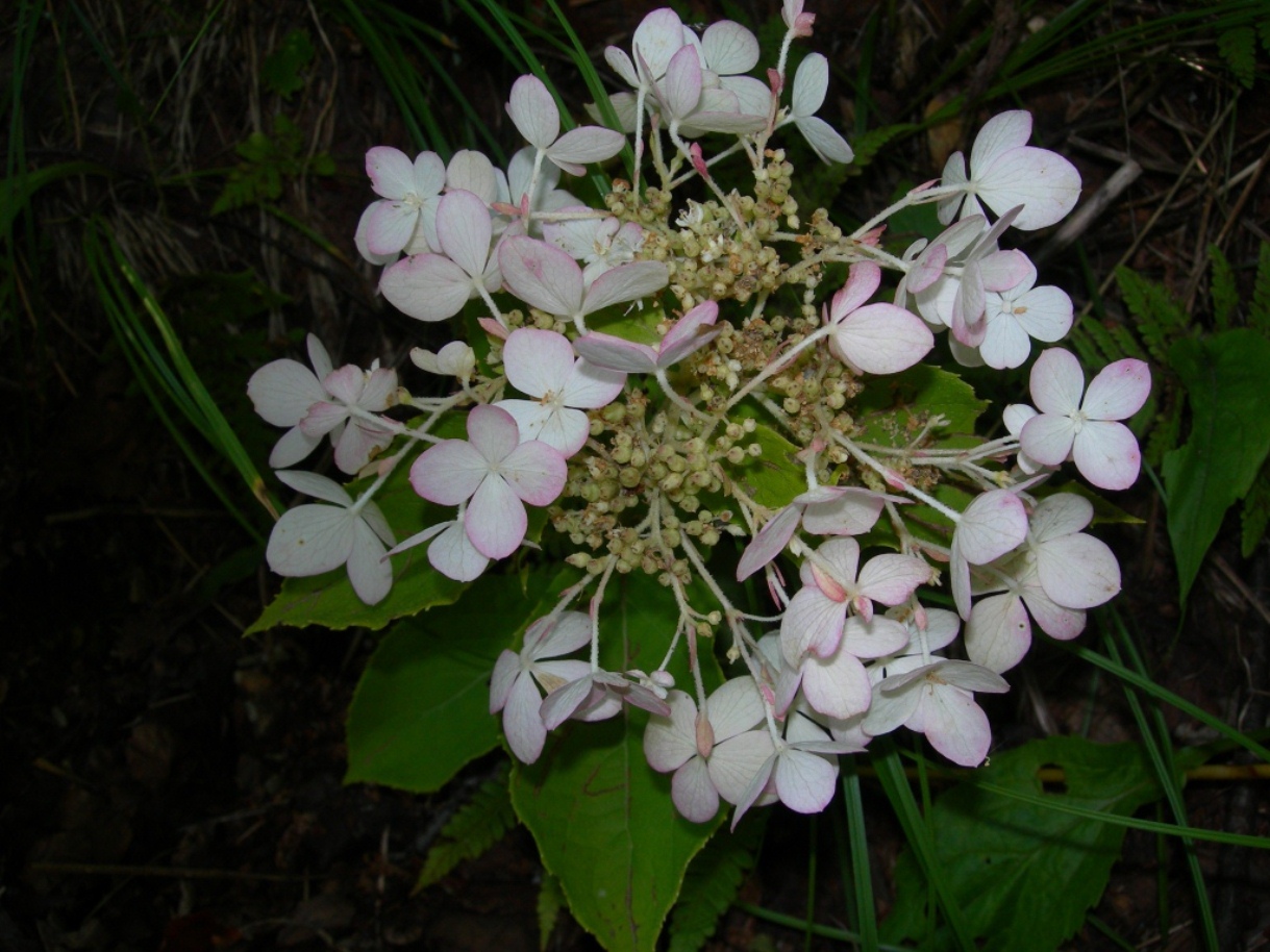 Image of Hydrangea paniculata specimen.