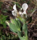 Dorycnium hirsutum. Верхушка соцветия. Испания, г. Валенсия, резерват Альбуфера (Albufera de Valencia), переходная зона между дюнами и сосновым лесом. 6 апреля 2012 г.