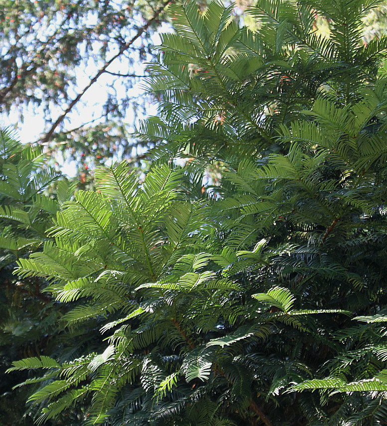 Image of Cephalotaxus harringtonia var. drupacea specimen.