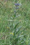 Anchusa leptophylla. Цветущее растение. Крым, Севастополь, Сарандинакина балка. 30.04.2014.