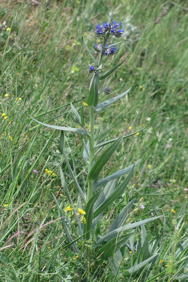 Image of Anchusa leptophylla specimen.